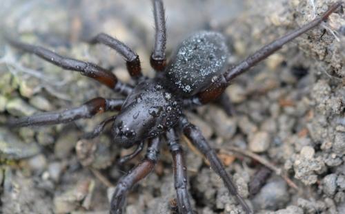Gnaphosa sp.